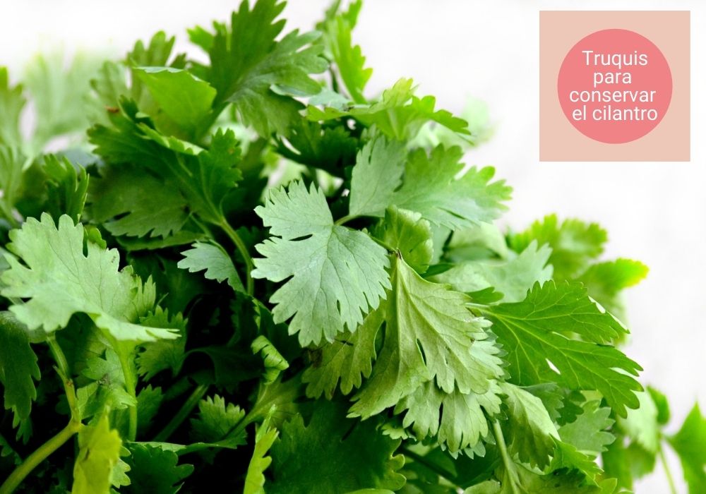 truquis para conservar el cilantro