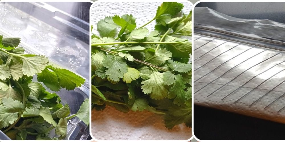 truco para que dure más el cilantro